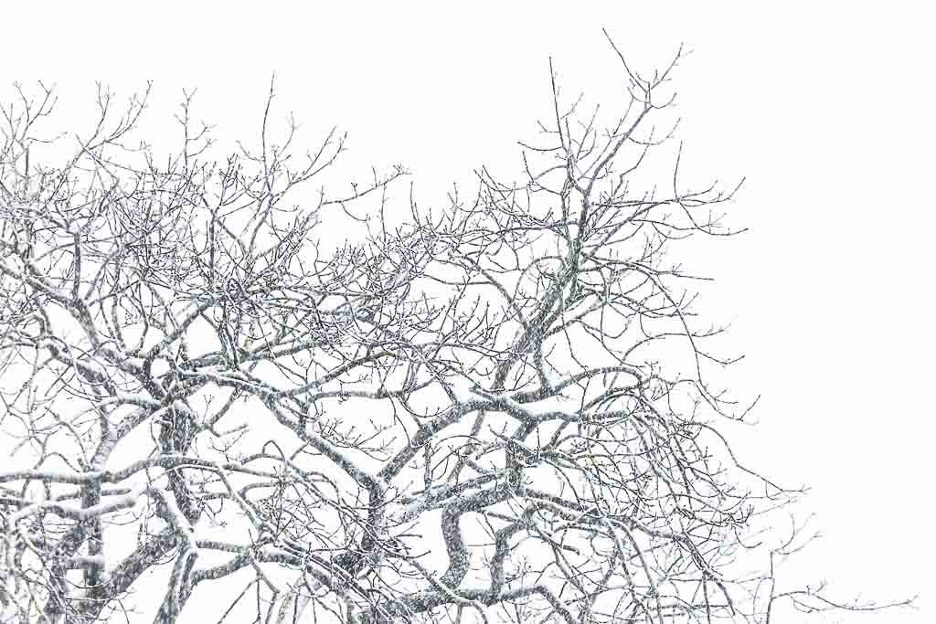 Rijp, bomen en misschien wel sneeuw nodigen uit tot minimalistische landschapsfoto's.