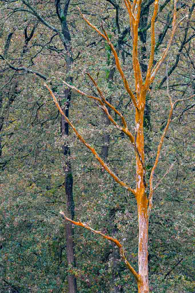 Van deze dode bomen resteren alleen nog de stam en de dikke takken. Met de oranje zwammen die het hout verteren steekt hij fraai af tegen de achtergrond.