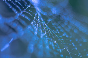 Regendruppels in een spinnenweb.