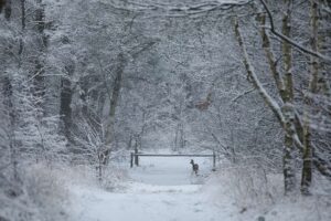 De winter opent een wondere wereld voor de natuurfotograaf