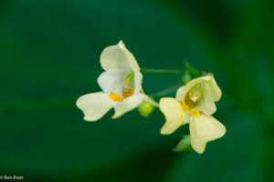 De bloemen van klein springzaad zijn zachtgeel van kleur met een mooie tekening van binnen.