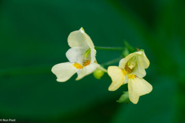 De bloemen van klein springzaad zijn zachtgeel van kleur met een mooie tekening van binnen.