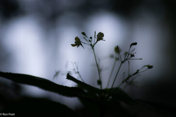 Met tegenlicht leent de plant met bloemen zich goed voor een silhouetfoto.