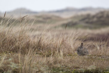 Een konijn in zijn of haar natuurlijke omgeving, Ameland.
