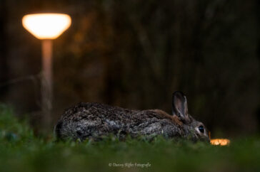 Een konijn op een vakantiepark op zoek naar het licht.