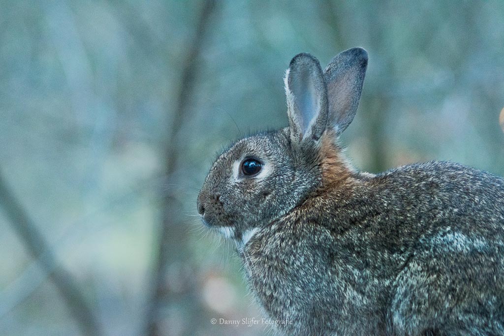Een prachtig dier, het konijn en een dankbaar fotografieonderwerp.