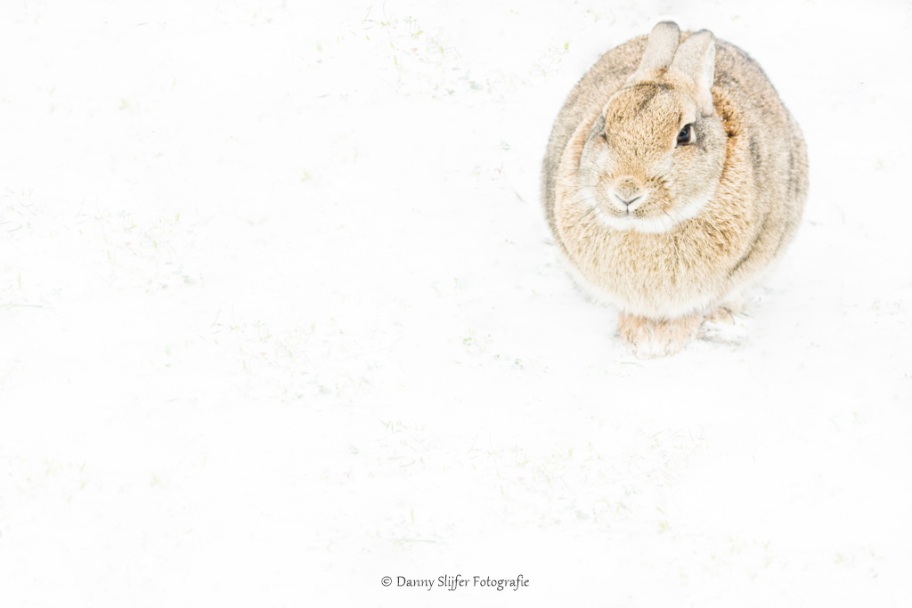 Een prachtig dier, het konijn en een dankbaar fotografieonderwerp