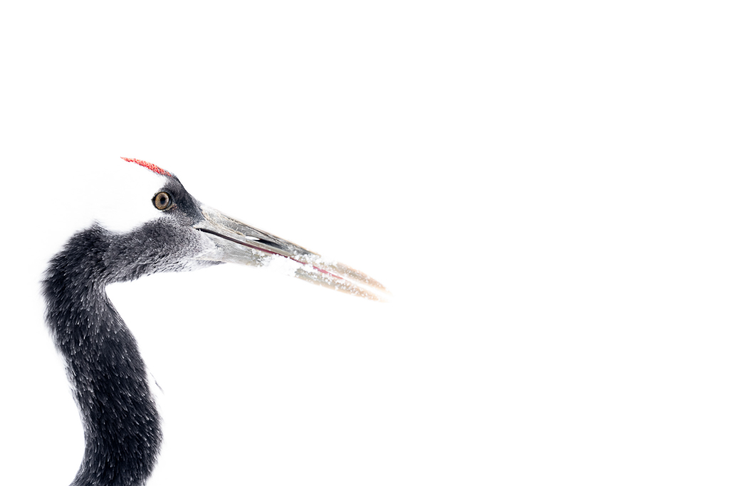 Grafische weergave van de kop van een Japanse Kraanvogel.