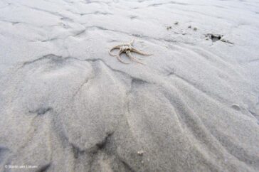Je kon goed zien waar de slangster uit het zand was gekropen. Mijn favoriete foto.