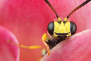 Smiling wasp.