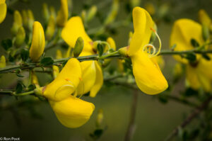 De brem bloeit in het voorjaar uitbundig met goudgele bloemen.