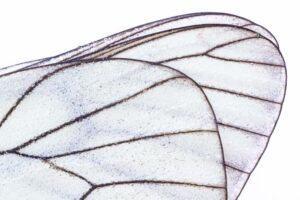 Detailfoto’s van vlinders hebben het niet gehaald in de serie. Ook al is bij deze detailfoto de soort nog herkenbaar.
