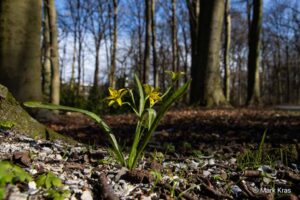 Bosgeelster bloeit op de oude bosgrond van het Haagse Bos